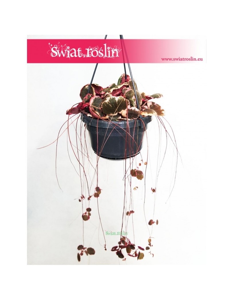 Saxifraga Stolonifera Tricolor, Skalnica Rozłogowa, Stolonifera Tricolor, Saxifraga Tricolor 5