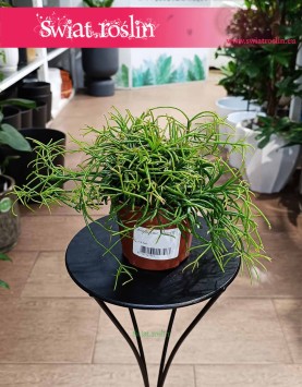 Mały Rhipsalis Baccifera Oasis kup w sklepie internetowym online z dostawą, mały Rypsalis Baccifera Oasis