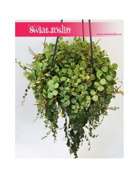 Peperomia Prostrata, Peperomia Zwisająca 1