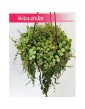 Peperomia Prostrata, Peperomia Zwisająca 1