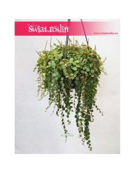 Peperomia Prostrata, Peperomia Zwisająca 2