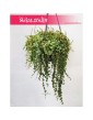 Peperomia Prostrata, Peperomia Zwisająca 2