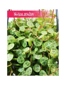 Peperomia Prostrata, Peperomia Zwisająca 3