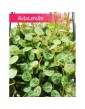 Peperomia Prostrata, Peperomia Zwisająca 3