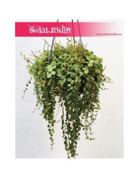 Peperomia Prostrata, Peperomia Zwisająca 4