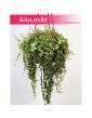 Peperomia Prostrata, Peperomia Zwisająca 4