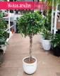 Fikus Nitida, Ficus Nitida, Figowiec Nitida