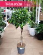 Fikus Nitida, Ficus Nitida piękna wielka roslina doniczkowa, Figowiec Nitida