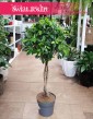 Fikus Nitida do kupienia stacjonarnie w Krakowie, Ficus Nitida, Figowiec Nitida