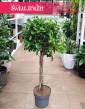 Fikus Nitida do kupienia internetowo online, Ficus Nitida, Figowiec Nitida