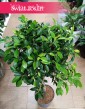 Fikus Nitida najwspaniasza roslina do biura do firmy do mieszkania, Ficus Nitida, Figowiec Nitida