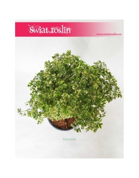 Polyscias Hawaiiana Ming, Aralia Hawaiiana Ming 1