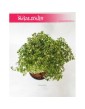 Polyscias Hawaiiana Ming, Aralia Hawaiiana Ming 1