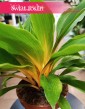 Zielistka Fire Flash kolekcjonerska roślina przyjazna zwierzętom, Chlorophytum Fire Flash