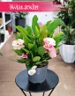 Euphorbia Milii Charlotte Pink na parapet do biura do firmy do restauracji na stolik, Wilczomlecz Milii Charlotte Pink