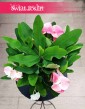 Euphorbia Milii Charlotte Pink łątwa w uprawie roslina dostawą kurierem, Wilczomlecz Milii Charlotte Pink