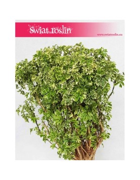 Polyscias Hawaiiana Ming, Aralia Hawaiiana Ming 3