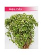 Polyscias Hawaiiana Ming, Aralia Hawaiiana Ming 3