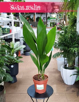 Aspidistra Wyniosła, Aspidistra Elatior Kup w Krakowie z dostawą do domu, roślina Żelazny liść