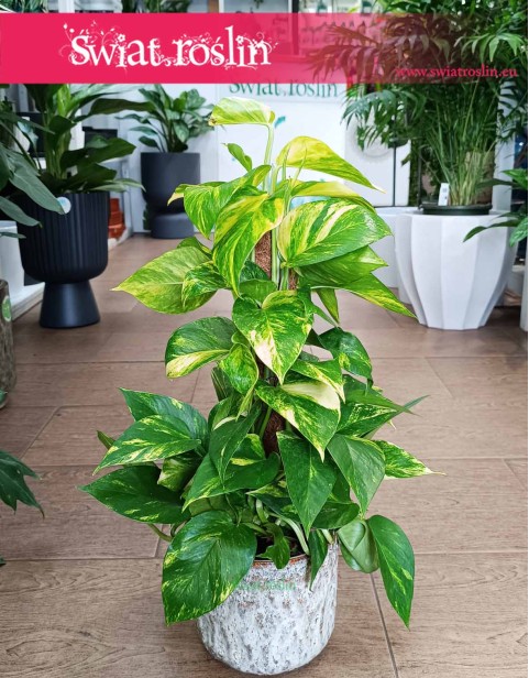 Małe Epipremnum Aureum na paliku, Małe Epipremnum Złocistena paliku