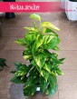 Małe Epipremnum Aureum na paliku najlepsza cena i jakość, Małe Epipremnum Złocistena paliku
