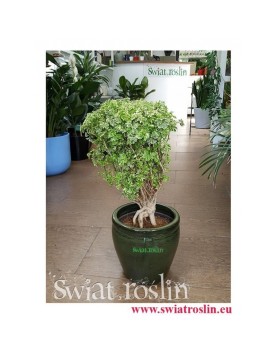 Polyscias Hawaiiana Ming, Aralia Hawaiiana Ming, Świat Roślin, kwiaty doniczkowe, rośliny doniczkowe