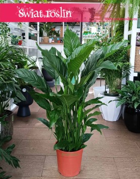 Skrzydłokwiat Sweet Sebastianow najlepszej cenie i jakości do kupienia online, Spathiphyllum Sweet Sebastiano