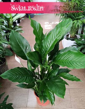 Skrzydłokwiat Sweet Sebastiano roślina łatwa w uprawie kup w sklepie w Krakowie, Spathiphyllum Sweet Sebastiano