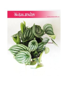 Peperomia Watermelon, Peperomia Argyreia 2