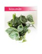 Peperomia Watermelon, Peperomia Argyreia 2
