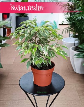 Fikus Kinky mała roślina do domu do biura na parapet  z dostawą, Ficus Kinky