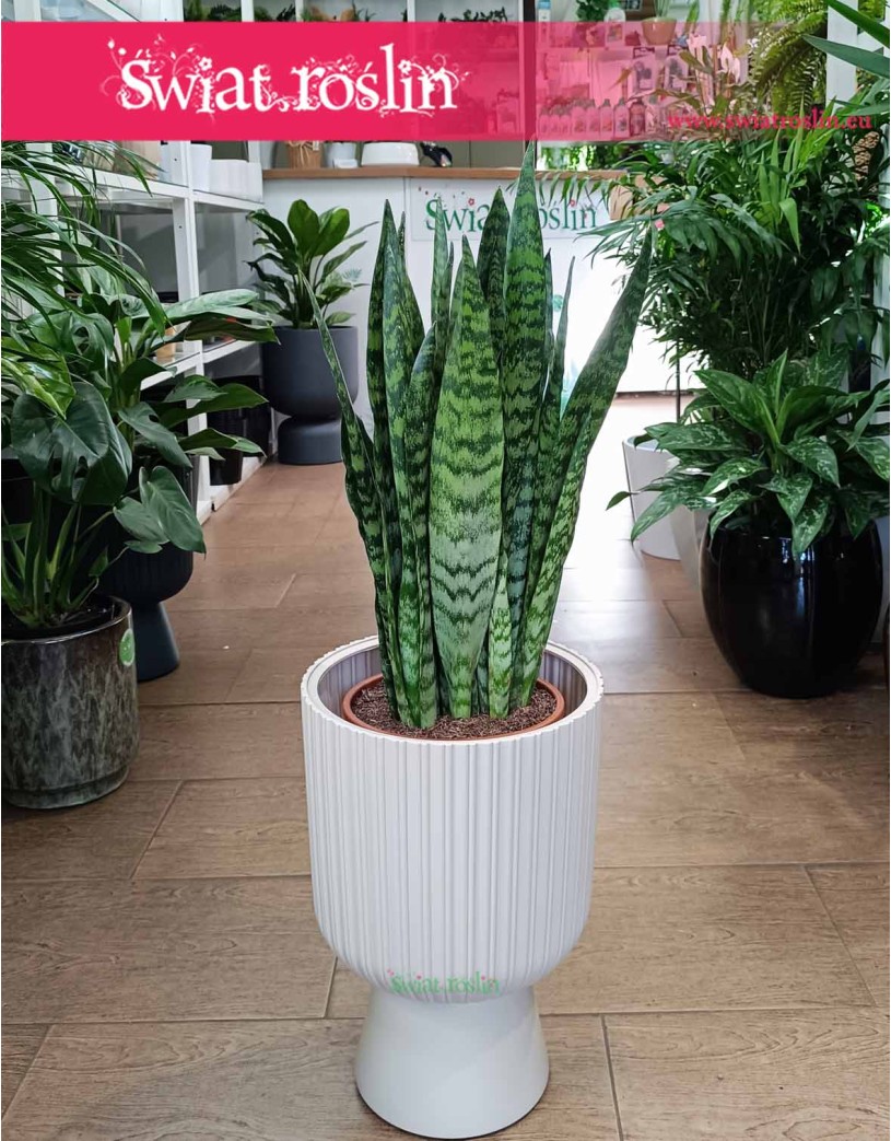 Sansevieria Zeylanica, Sansewieria Zeylanica