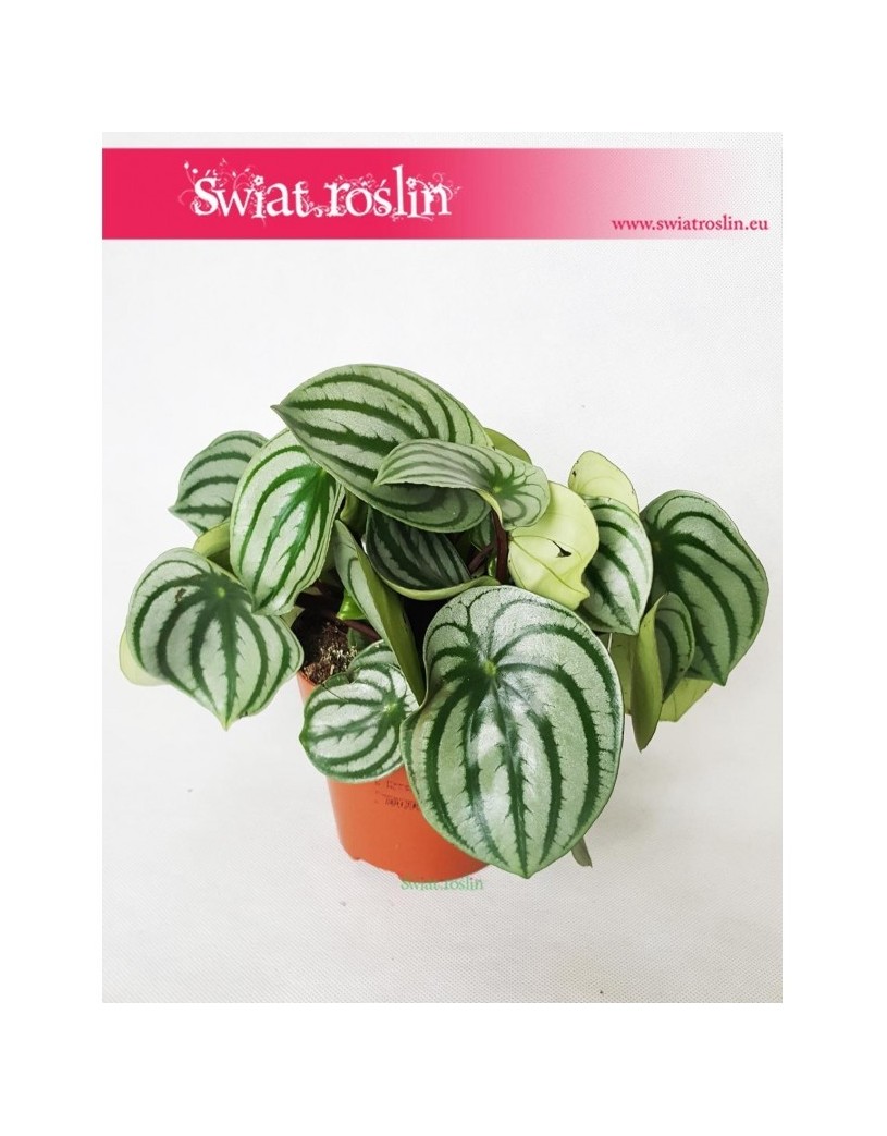 Peperomia Watermelon, Peperomia Argyreia 5