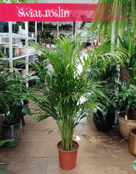 Palma Areka Żółtawa sklep internetowy online z roślinami wysyłka, Palma Areca Lutescens Dypsis