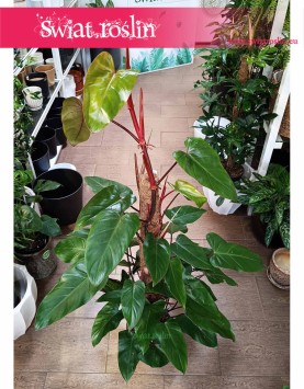 Duży Filodendron Red Emerald sklep online z dosawą kurierem, Wielki Philodendron Red Emerald