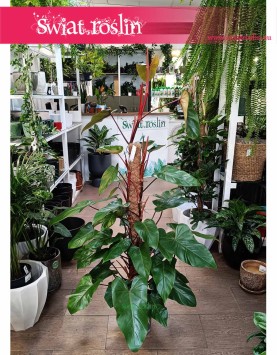 Duży Filodendron Red Emerald do kupienia online lub w sklepie w Krakowie, Wielki Philodendron Red Emerald