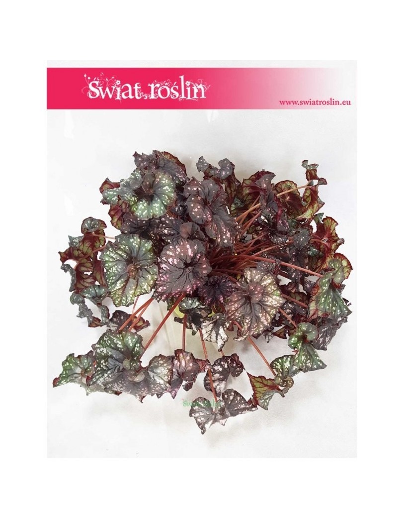 Begonia Królewska, Begonia Magic Colours, Begonia Rex Cultorum 1