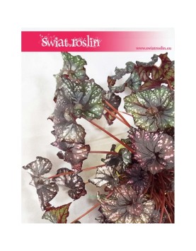 Begonia Królewska, Begonia Magic Colours, Begonia Rex Cultorum 2