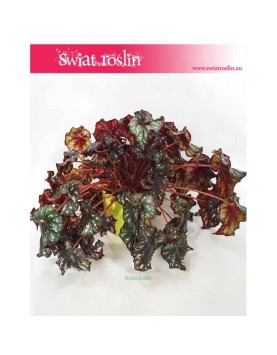 Begonia Królewska, Begonia Magic Colours, Begonia Rex Cultorum 3