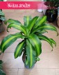 Dracaena Fragrans Massangeana do kupienia w Krakowie lub online z dostawą, Dracena Wonna Massangena