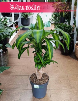 Dracaena Fragrans Massangeana, Dracena Wonna Massangena