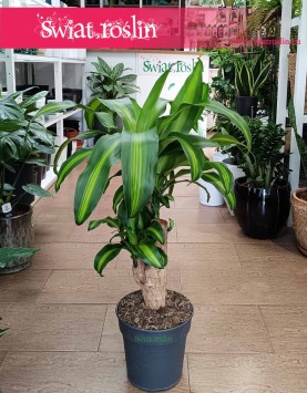 Dracena Massangena w najlepszej cenie i jakości z dostawą, Dracaena Fragrans Massangeana