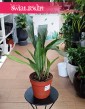 Aspidistra Elatior Milky Way kup w sklepie internetowym online z dostawą, roślina Żelazny liść, Aspidistra Milky Way