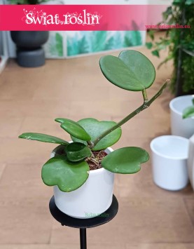 Hoya Kerrii, Hoja Kerrii, Hoya Hearts, Woskownica, hoja sercowa