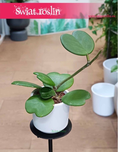 Hoya Kerrii, Hoja Kerrii, Hoya Hearts, Woskownica, hoja sercowa