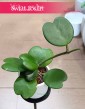 Hoya Kerrii, Hoja Kerrii, Hoya Hearts, Woskownica, rośliny doniczkowe sklep wysyłka, sukulenty Kraków