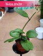 Hoya Kerrii, Hoja Kerrii, Hoya Hearts, Woskownica, rośliny doniczkowe sklep internetowy online