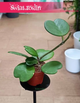 Hoya Kerrii, Hoja Kerrii, Hoya Hearts, Woskownica, najlepsze rośliny doniczkowe sklep online
