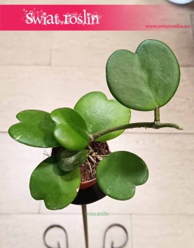 Hoya Kerrii, Hoja Kerrii, Hoya Hearts, Woskownica, modne populrane rośliny sklep wysyłka