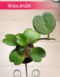 Hoya Kerrii, Hoja Kerrii, Hoya Hearts, Woskownica, modne populrane rośliny sklep wysyłka